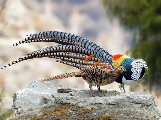 50-facts-a<em></em>bout-animal-courtship-displays